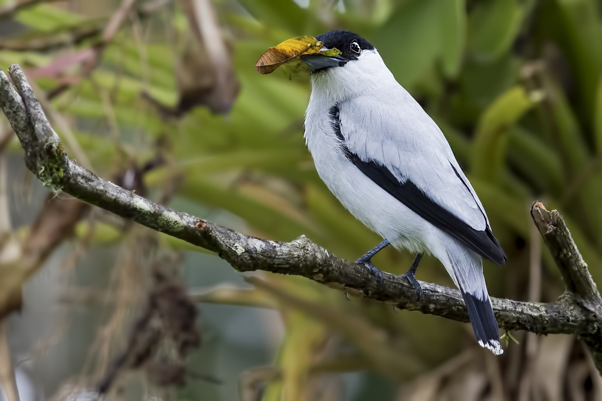 Black-crowned Tityra — Ana fotoğraf