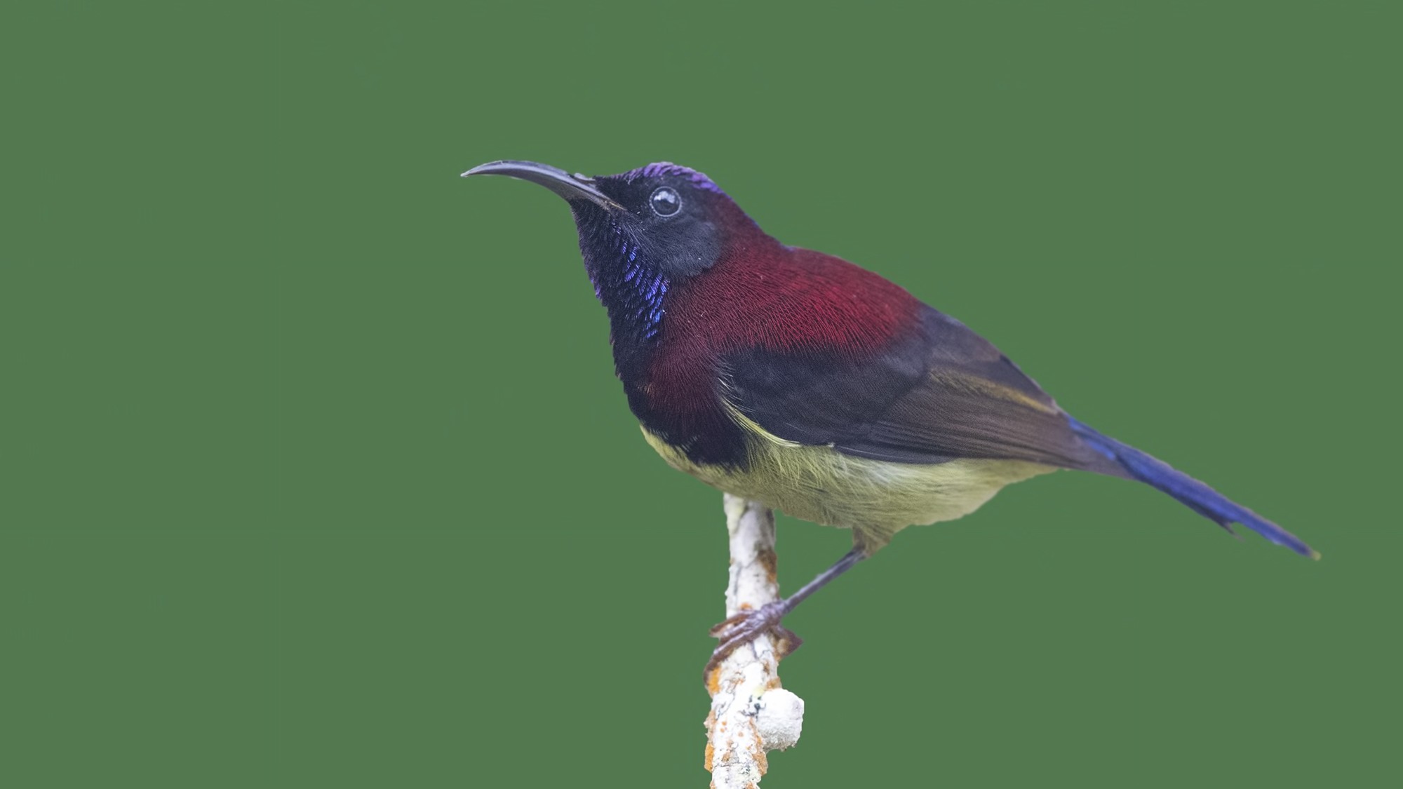 Black-throated Sunbird — Ana fotoğraf