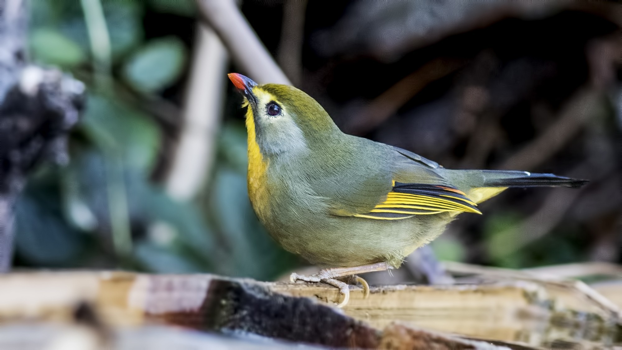 Red-billed Leiothrix — Ana fotoğraf