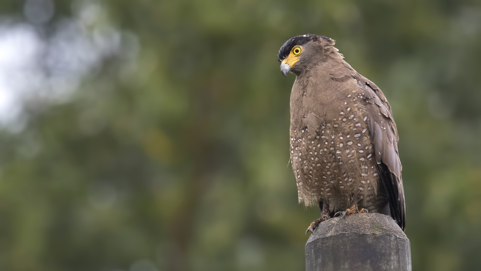 Crested Serpent-eagle