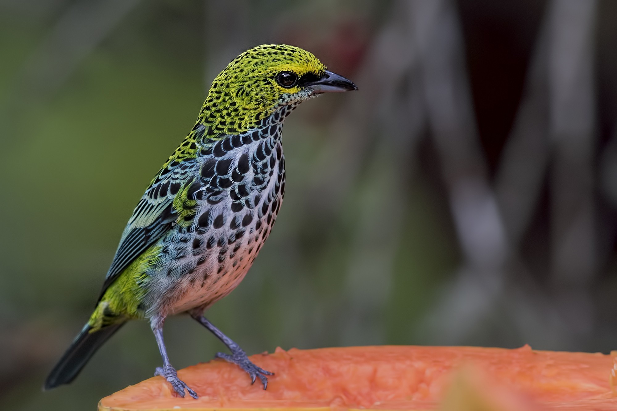 Speckled Tanager