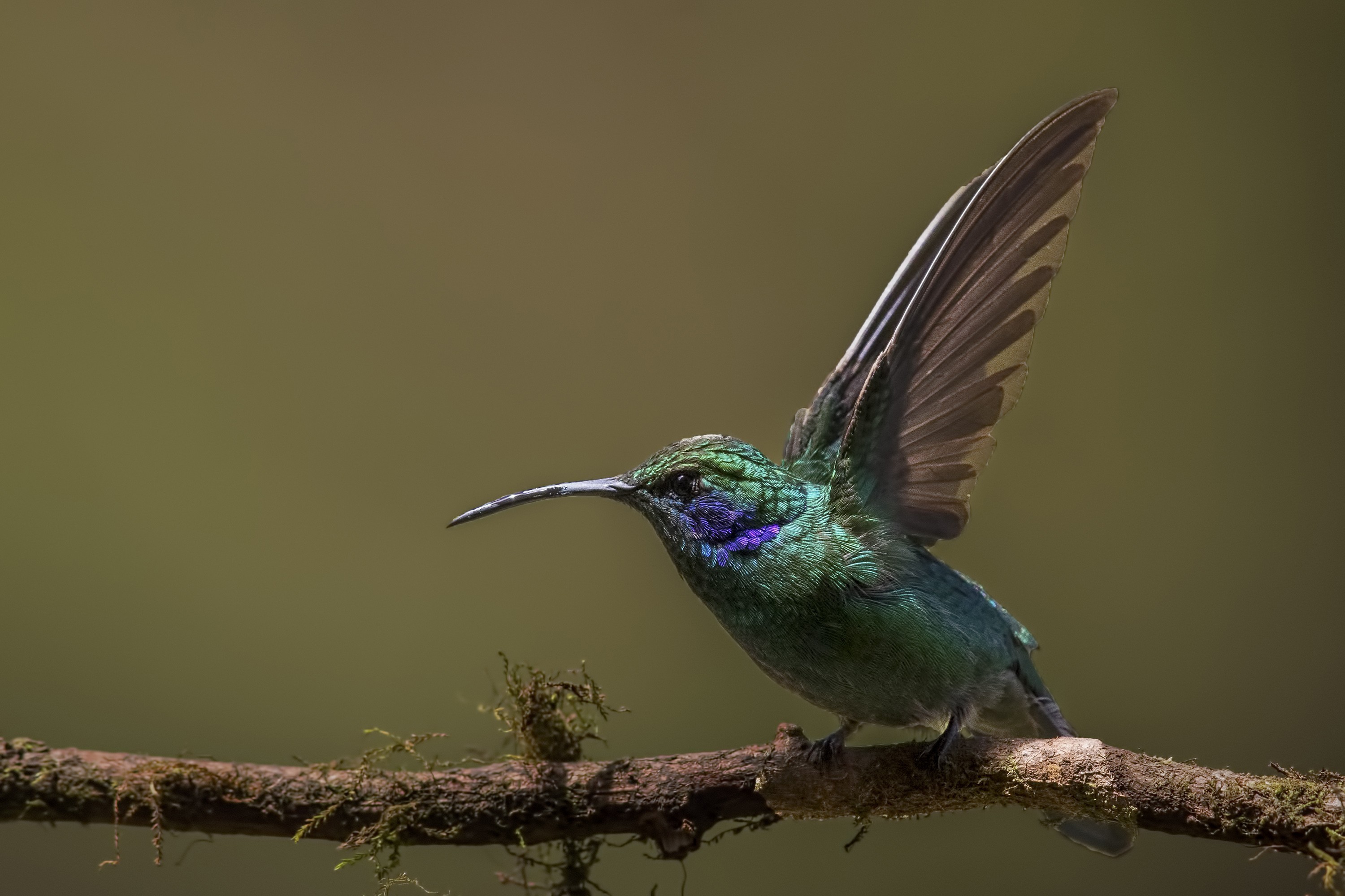 Green Violet-ear