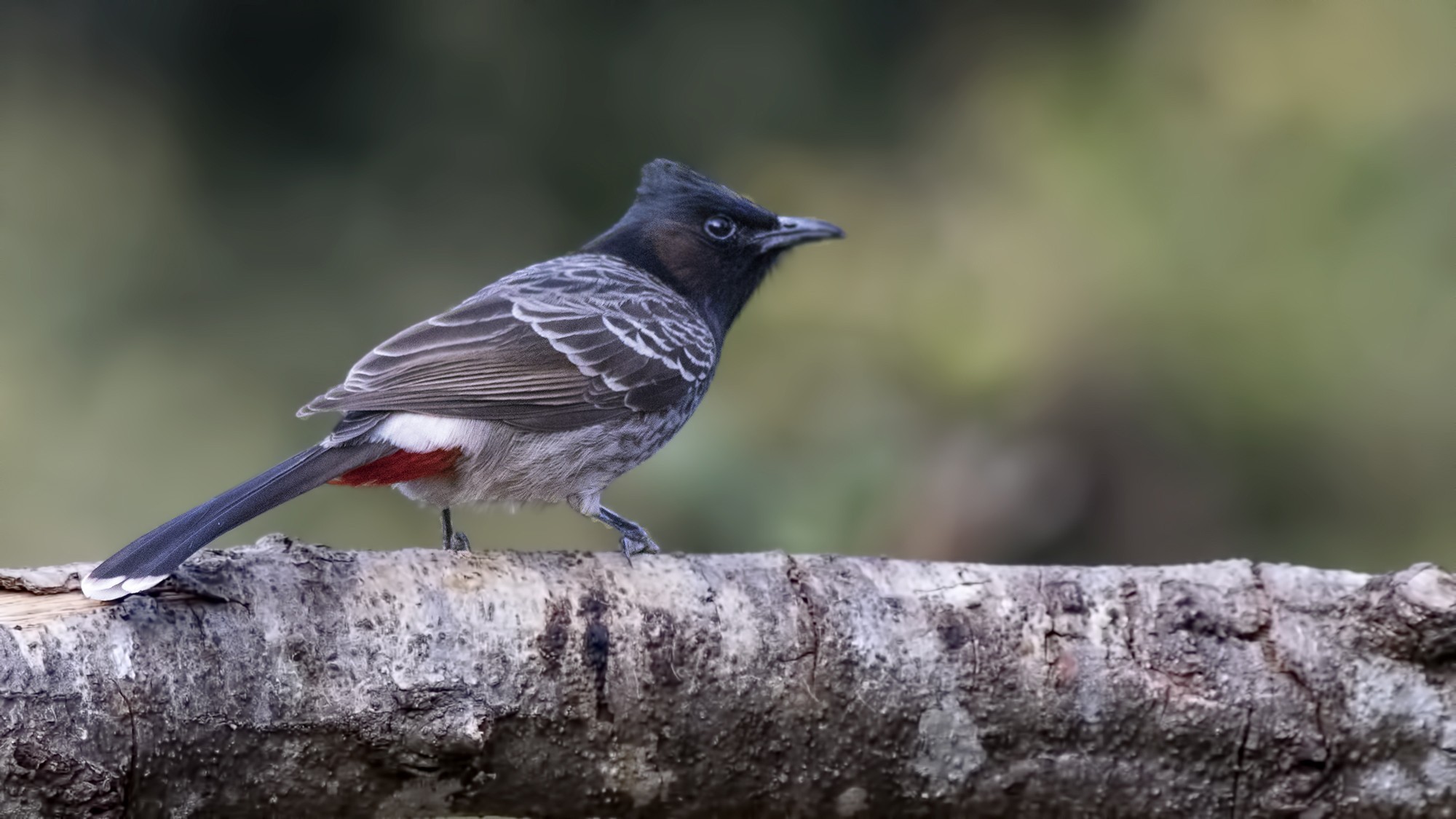 Red-vented Bulbul — Ana fotoğraf