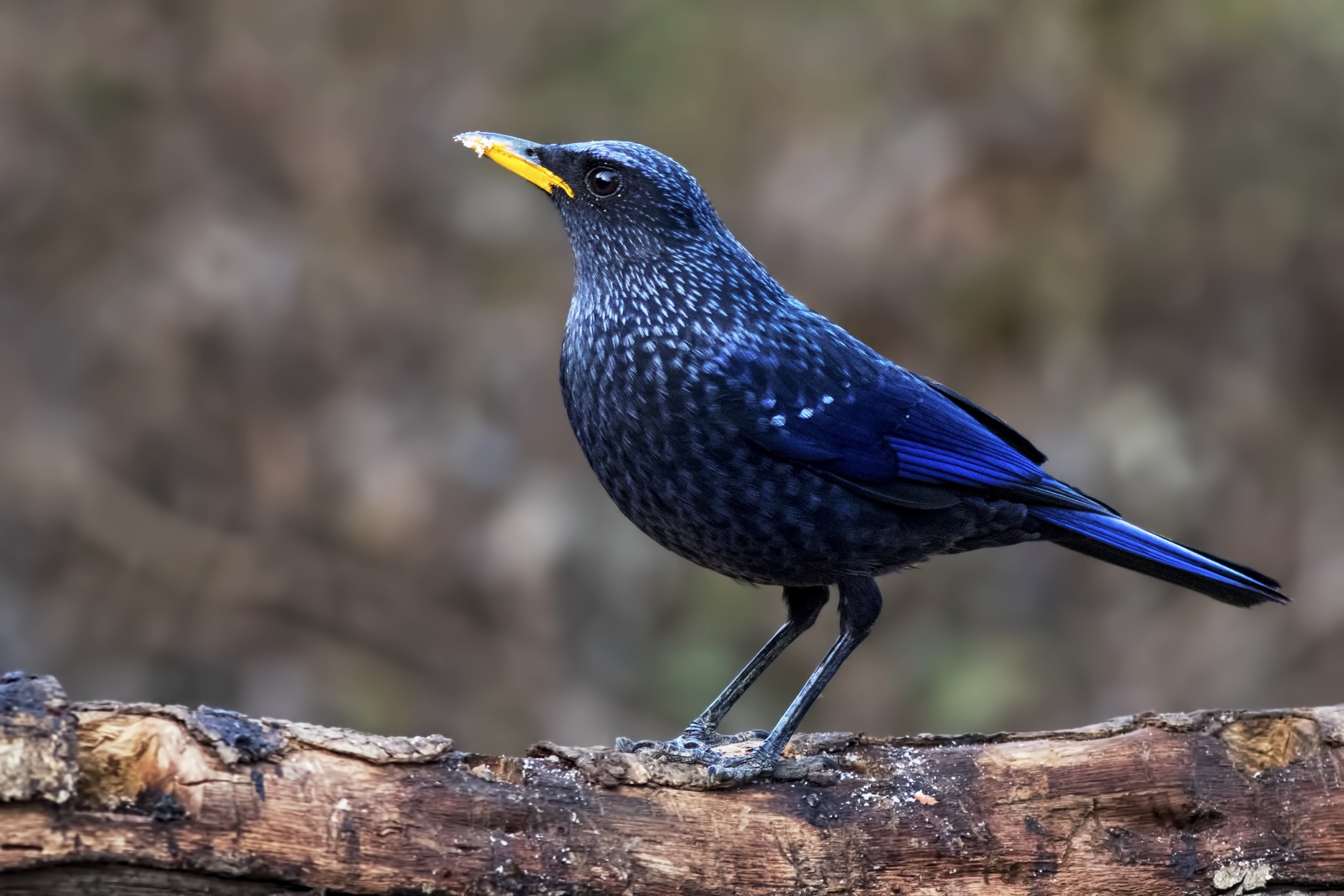 Blue Whistling-thrush