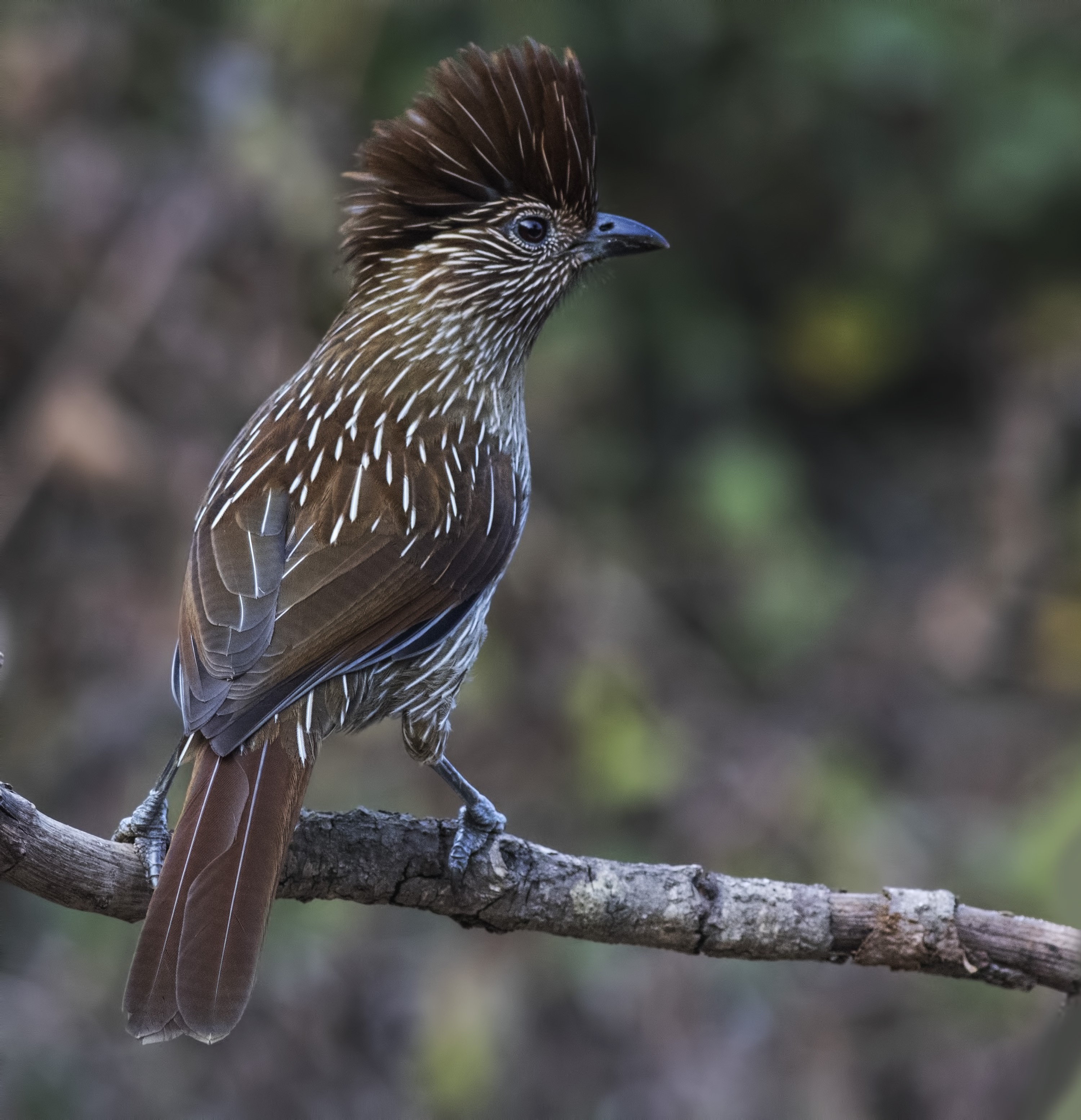 Striated Laughingthrush
