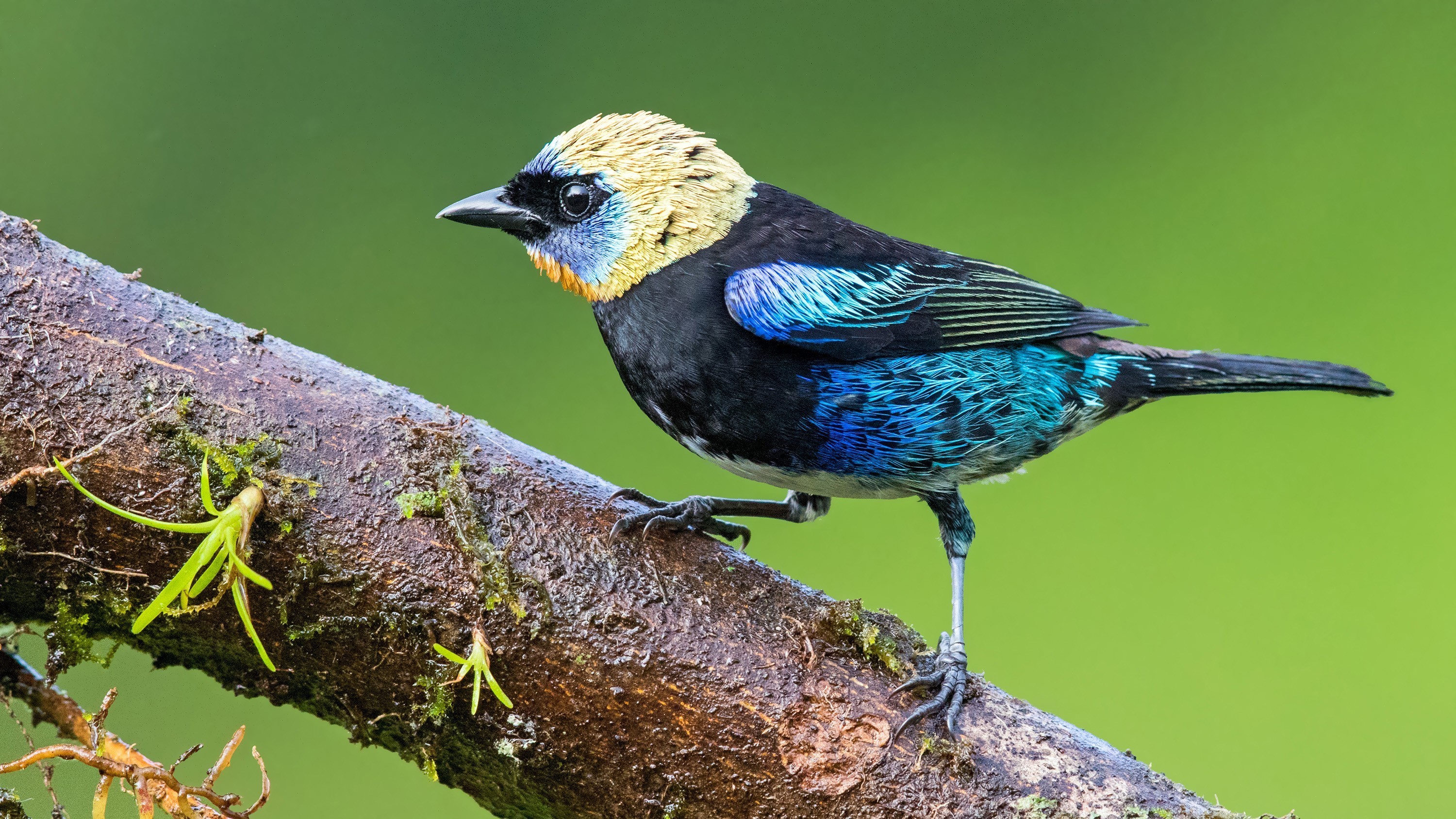 Golden-hooded Tanager