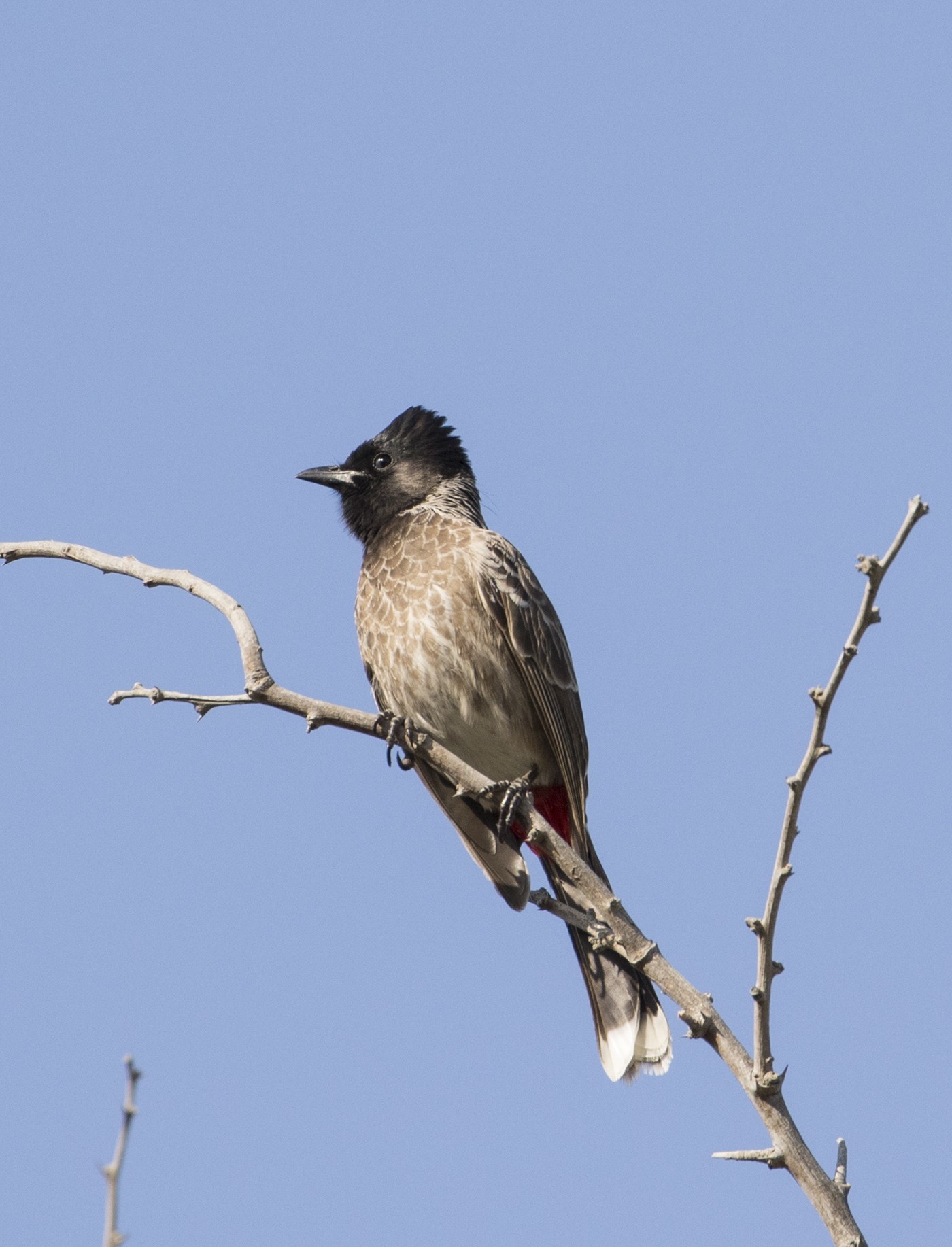 Red-vented Bulbul — Ana fotoğraf