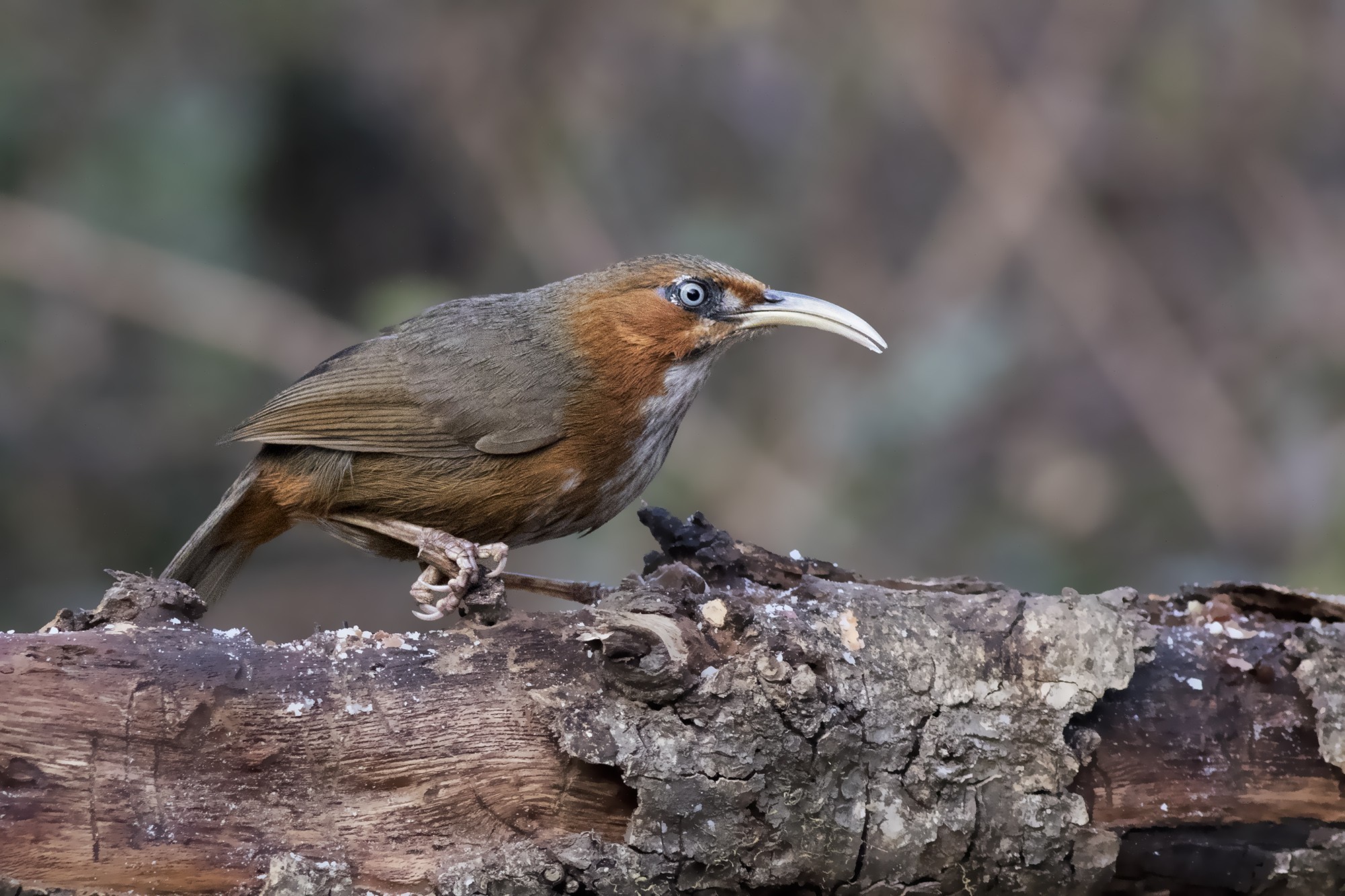 Rusty-cheeked Scimitar-babbler