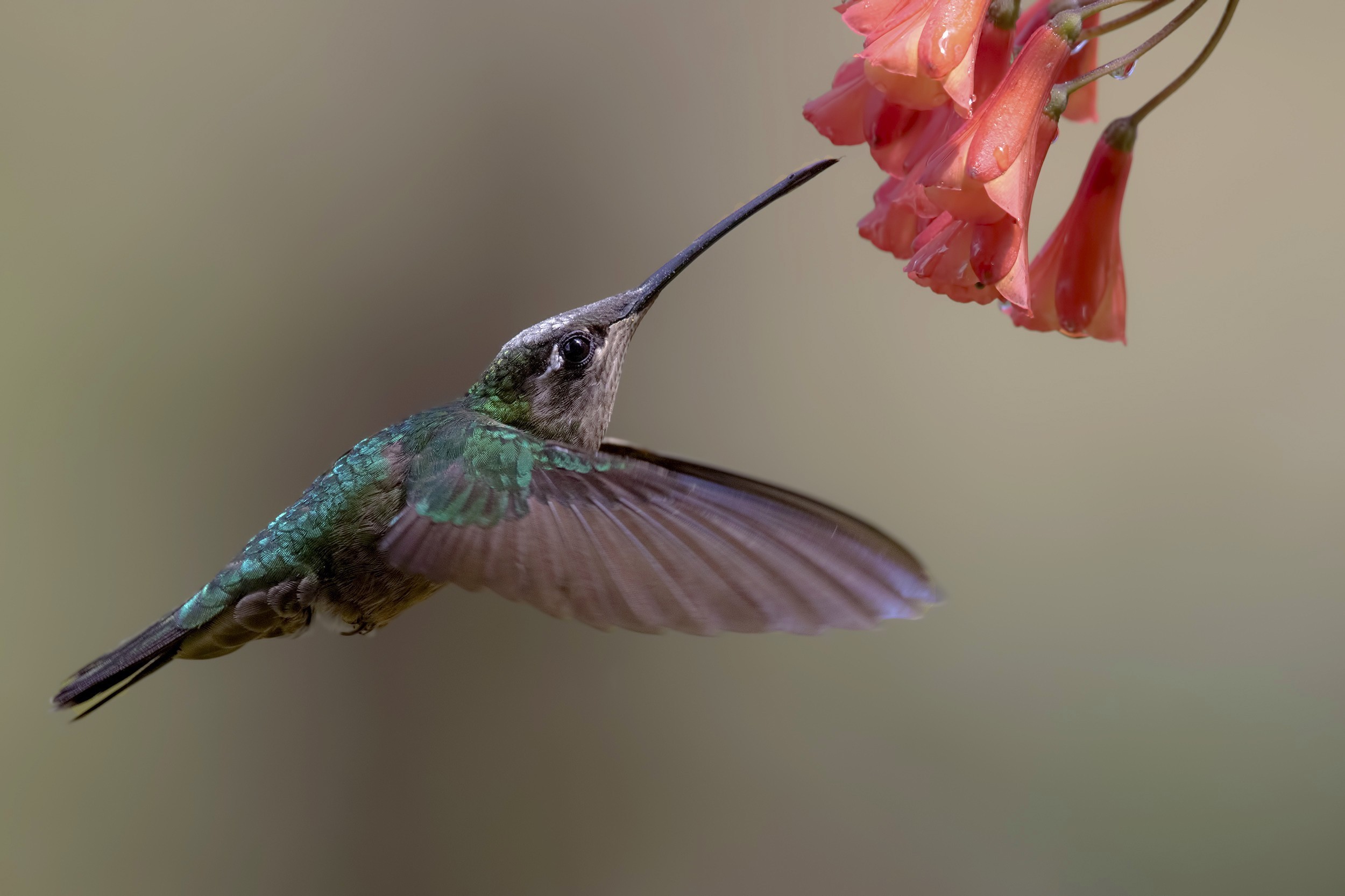 Magnificent Hummingbird — Ana fotoğraf