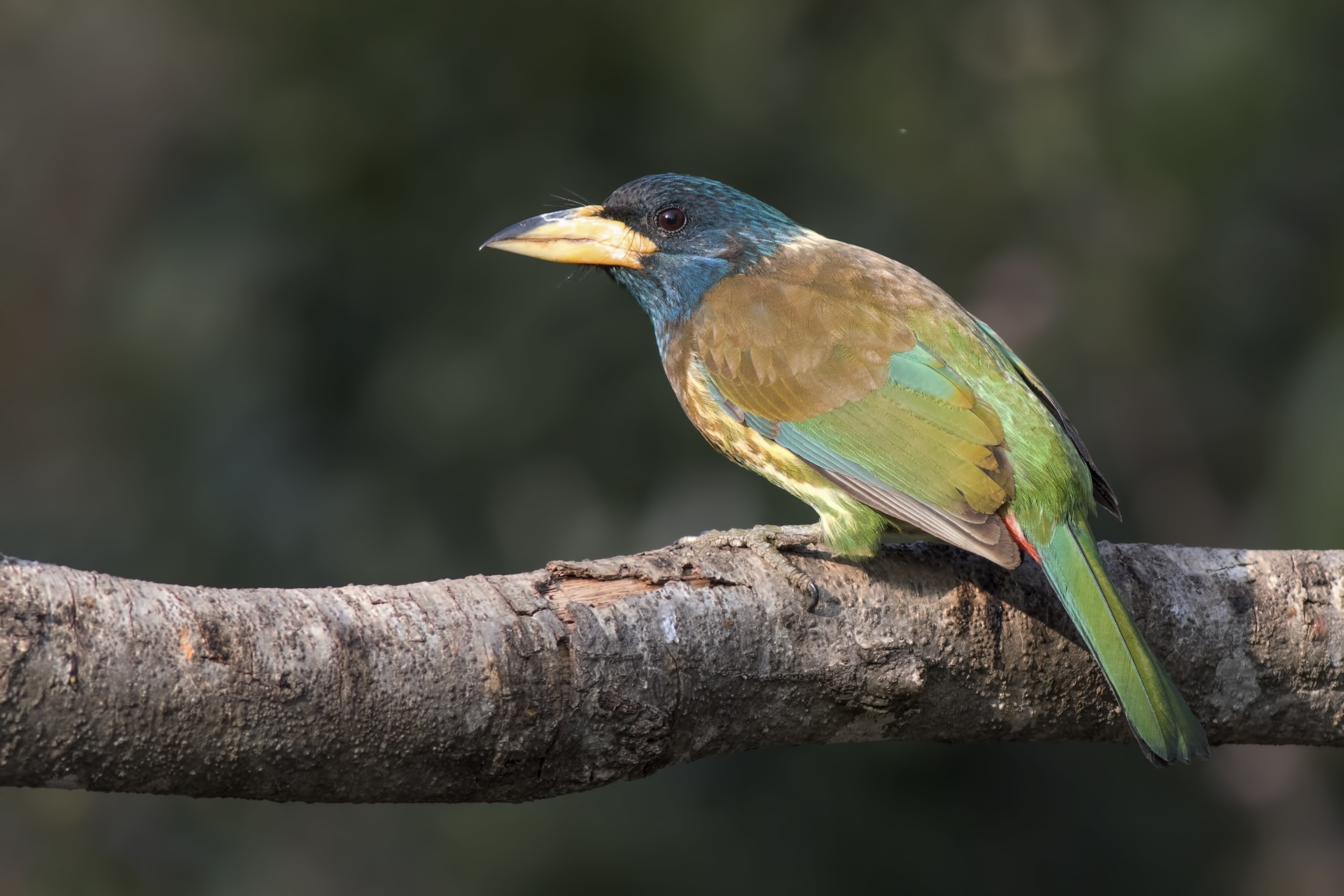 Great Barbet