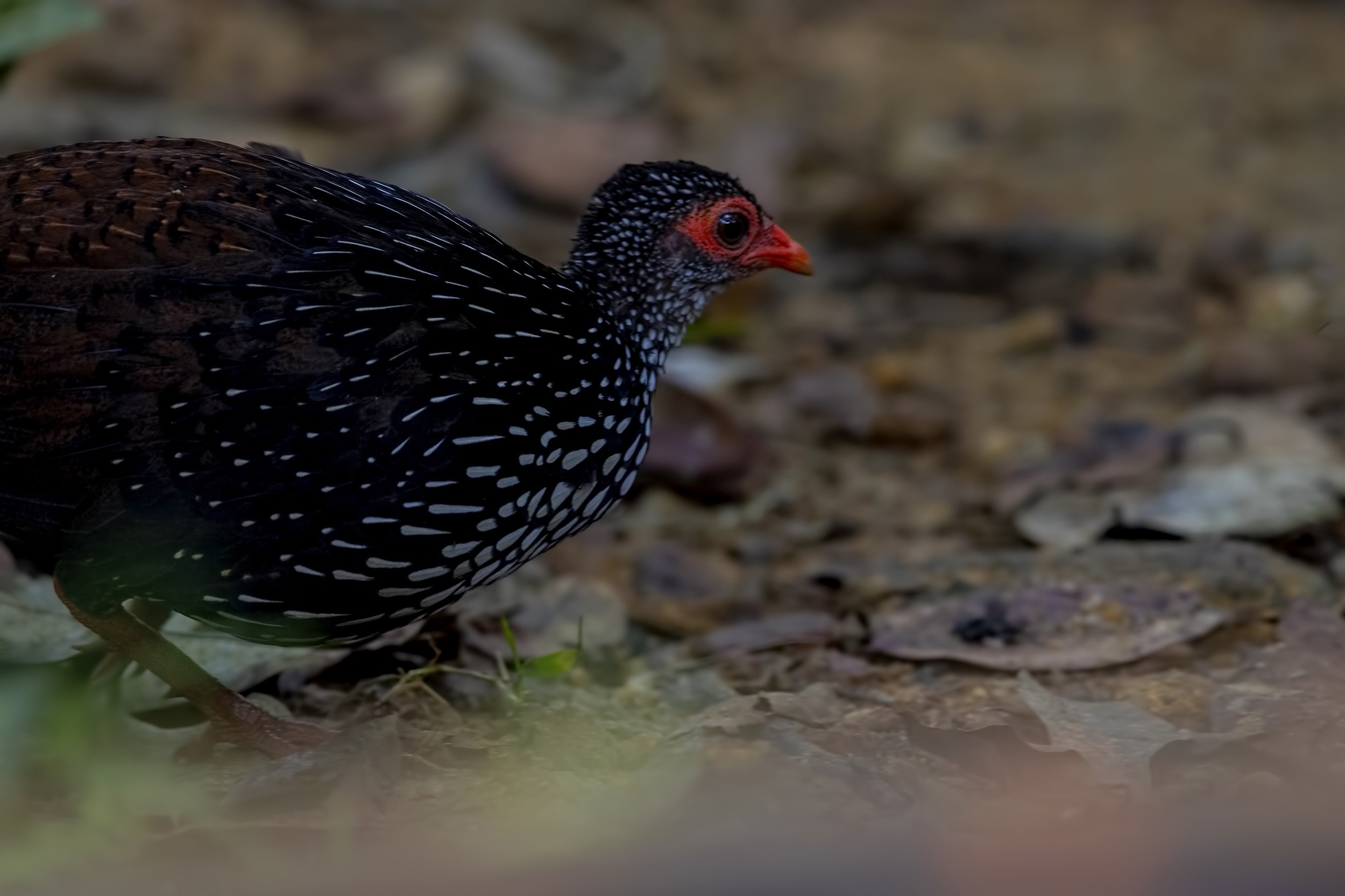 Sri Lanka Spurfowl — Ana fotoğraf