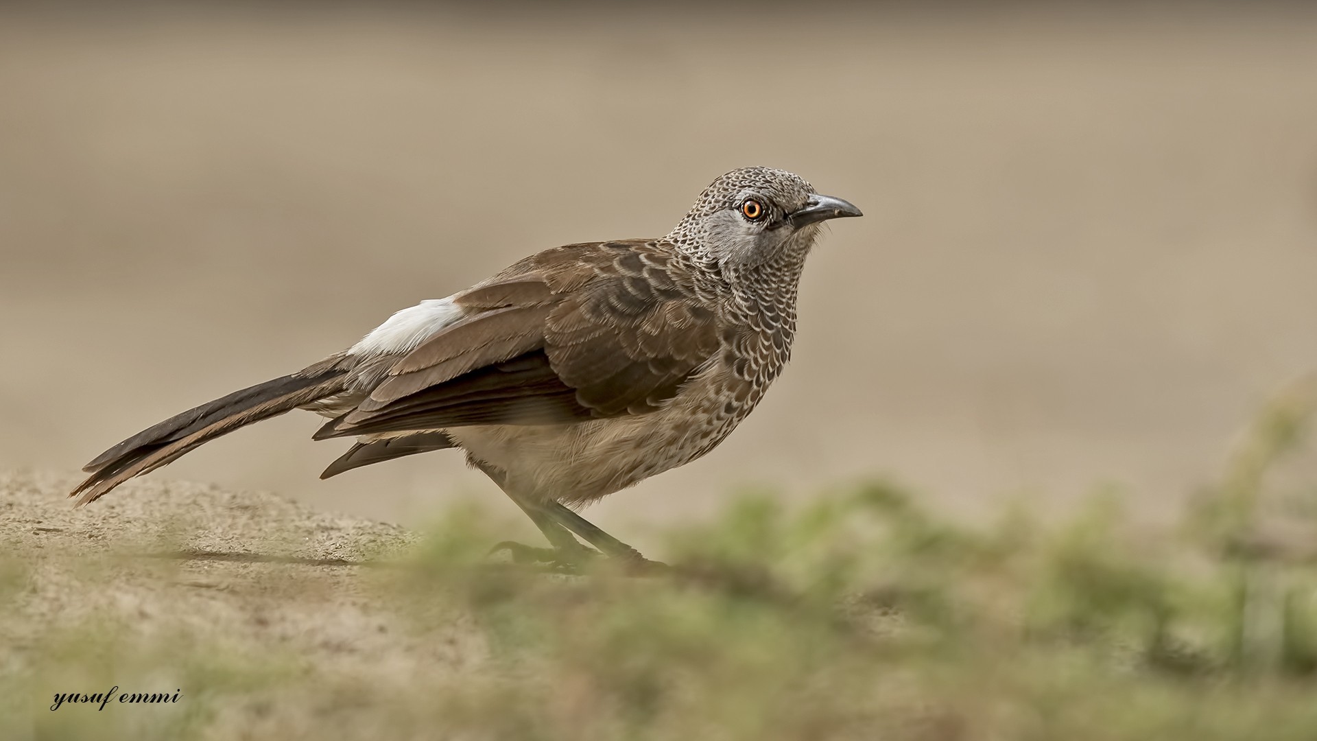 Northern White-rumped Babbler