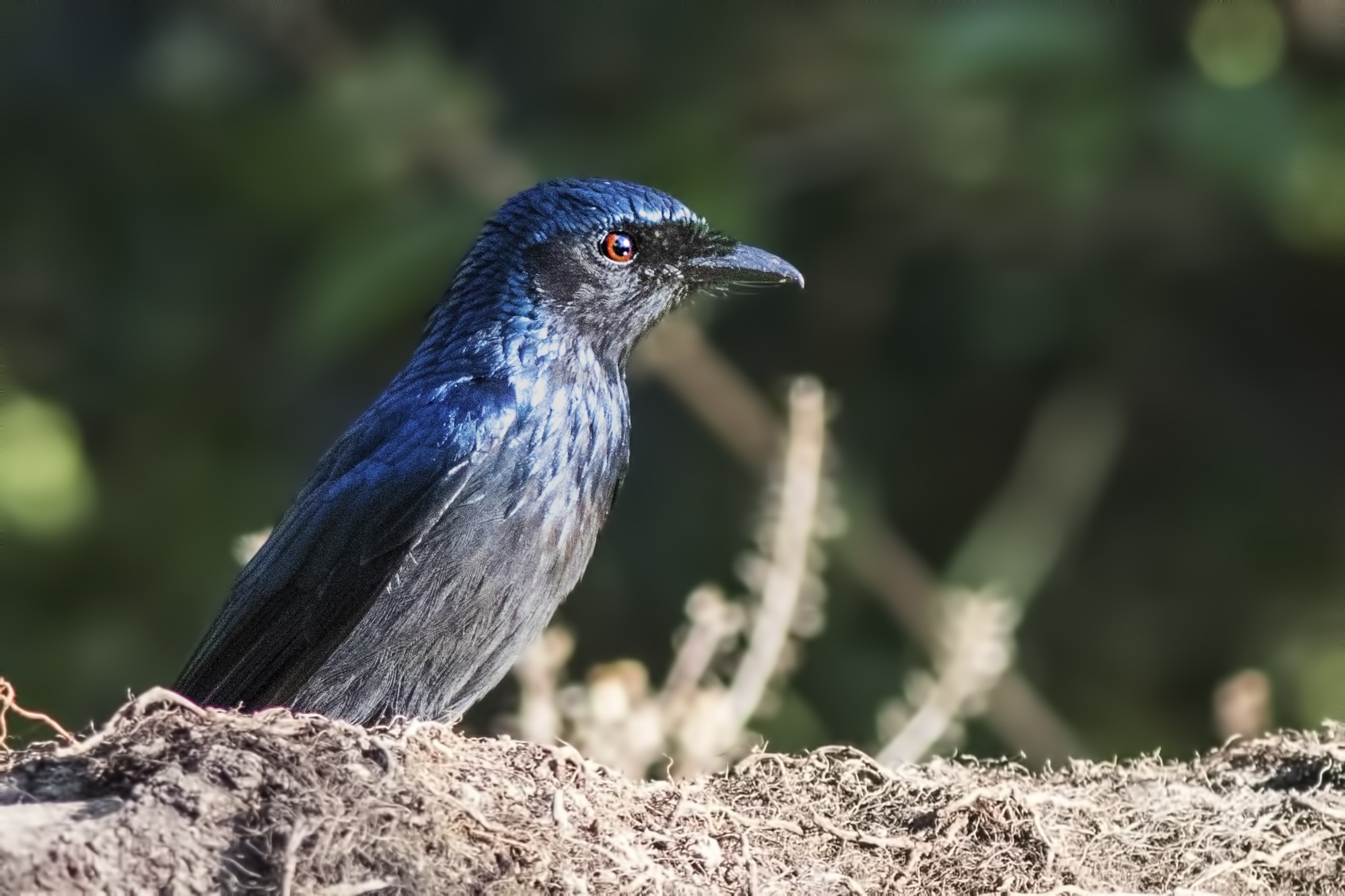 White-bellied Drongo — Ana fotoğraf