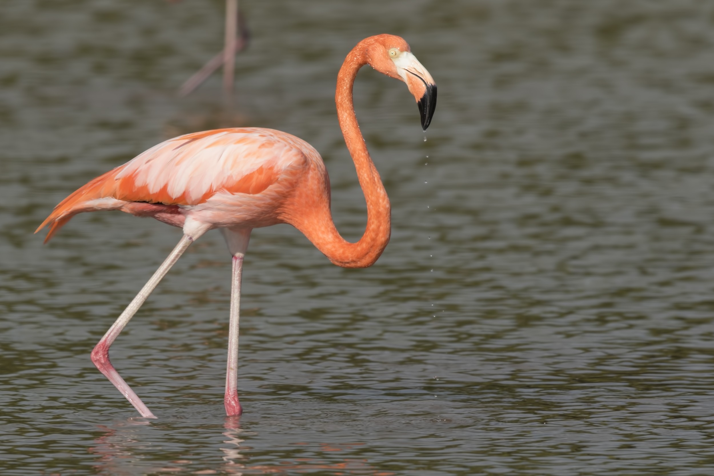 American Flamingo — Ana fotoğraf
